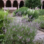 Lavandin (Lavandula Xintermedia \"Grosso\" growing in Cuxa Cloister Garth Garden.