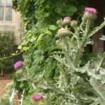 Cotton thistle flourishing in Bonnefont Garden.