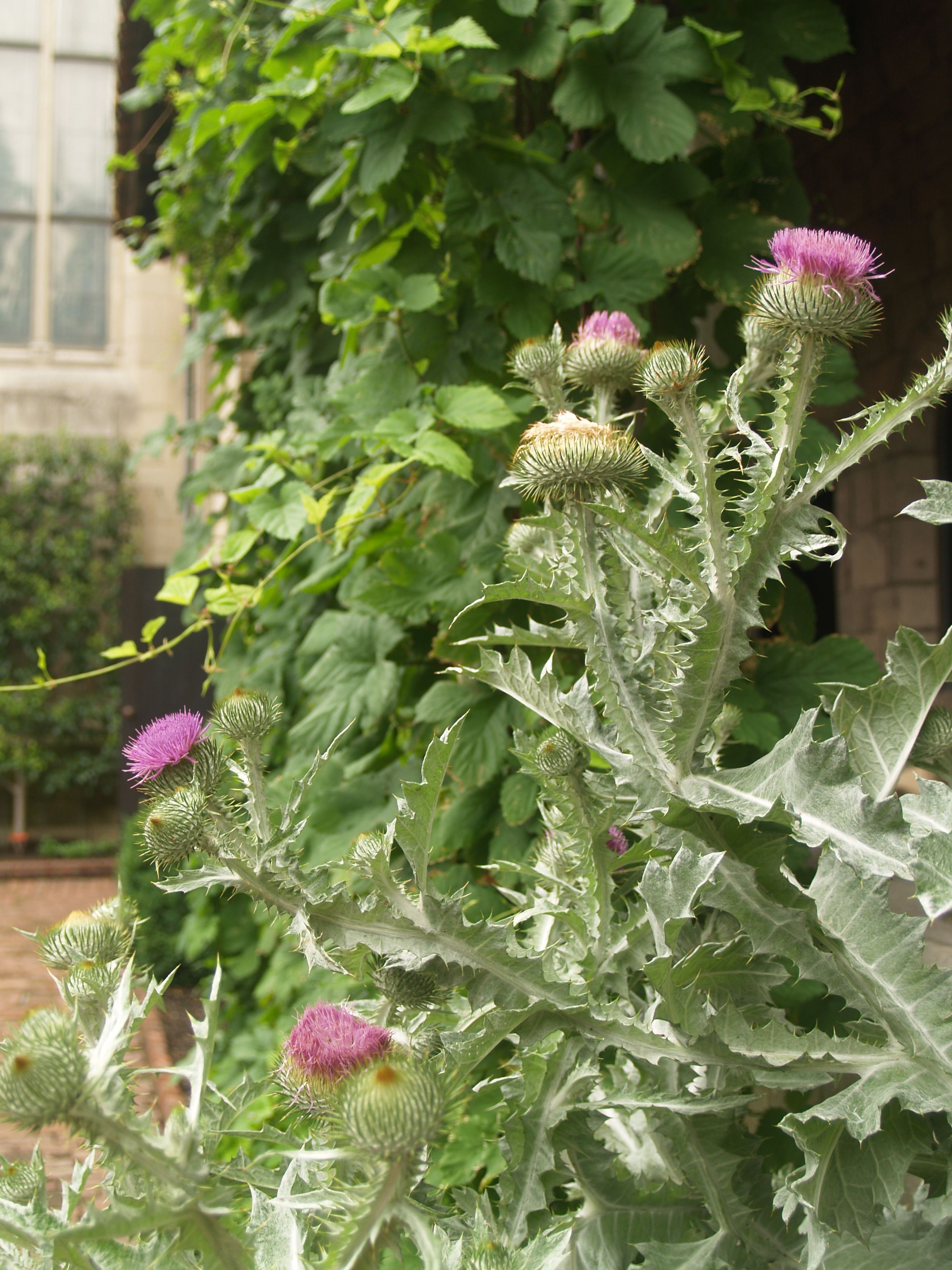 Cotton Thistle (Onopordum Acanthium)