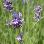 True or English Lavender (L. angustifolia subspecies angustifolia growing in Bonnefont Herb Garden.