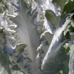 The leaves of the cotton thistle are thickly felted with white down.