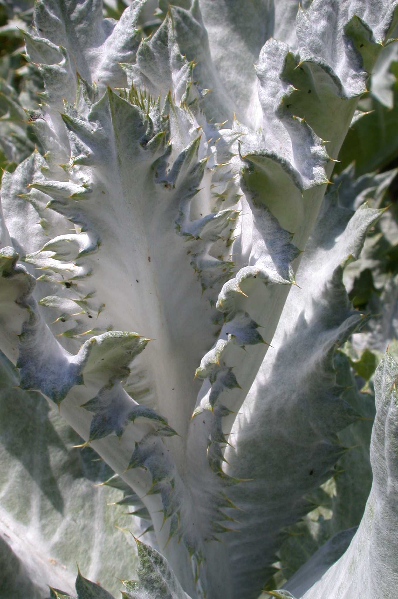 Leaves of the Cotton Thistle (Onopordum Acanthium)