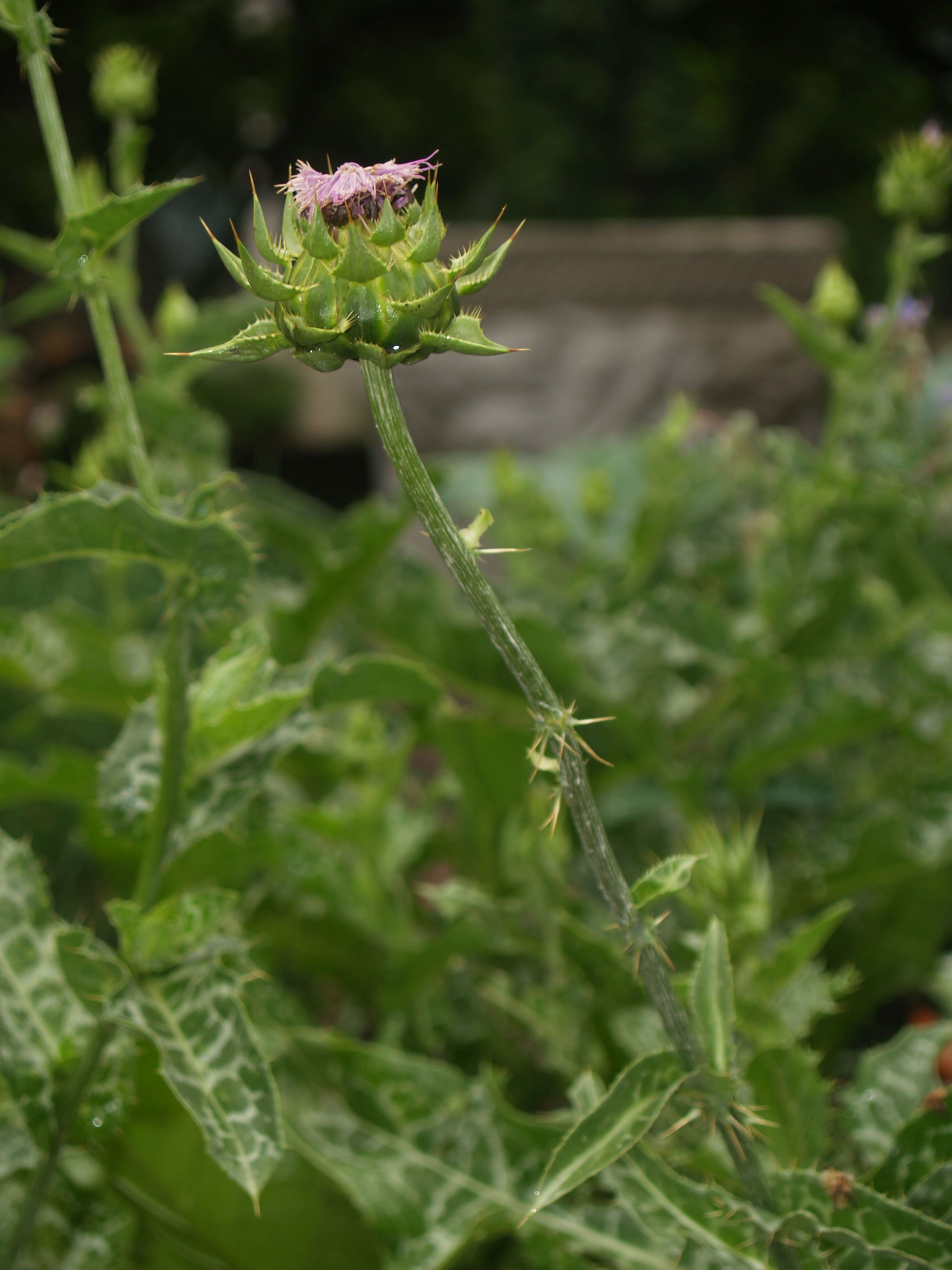 Silybum marianum growing in Bonnefont Garden. Photograph by Barbara Bell, 2008.