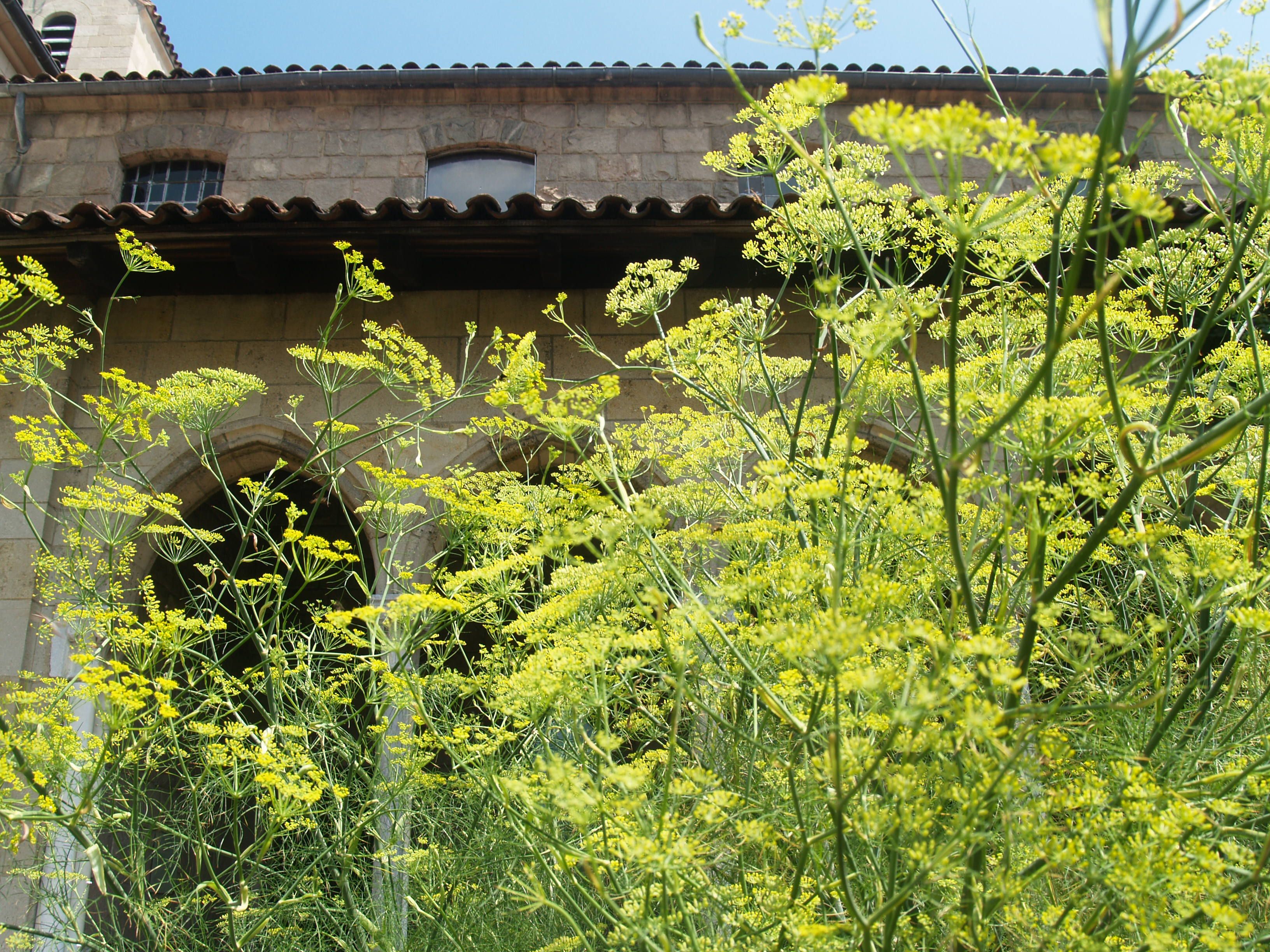 Fennel in flower