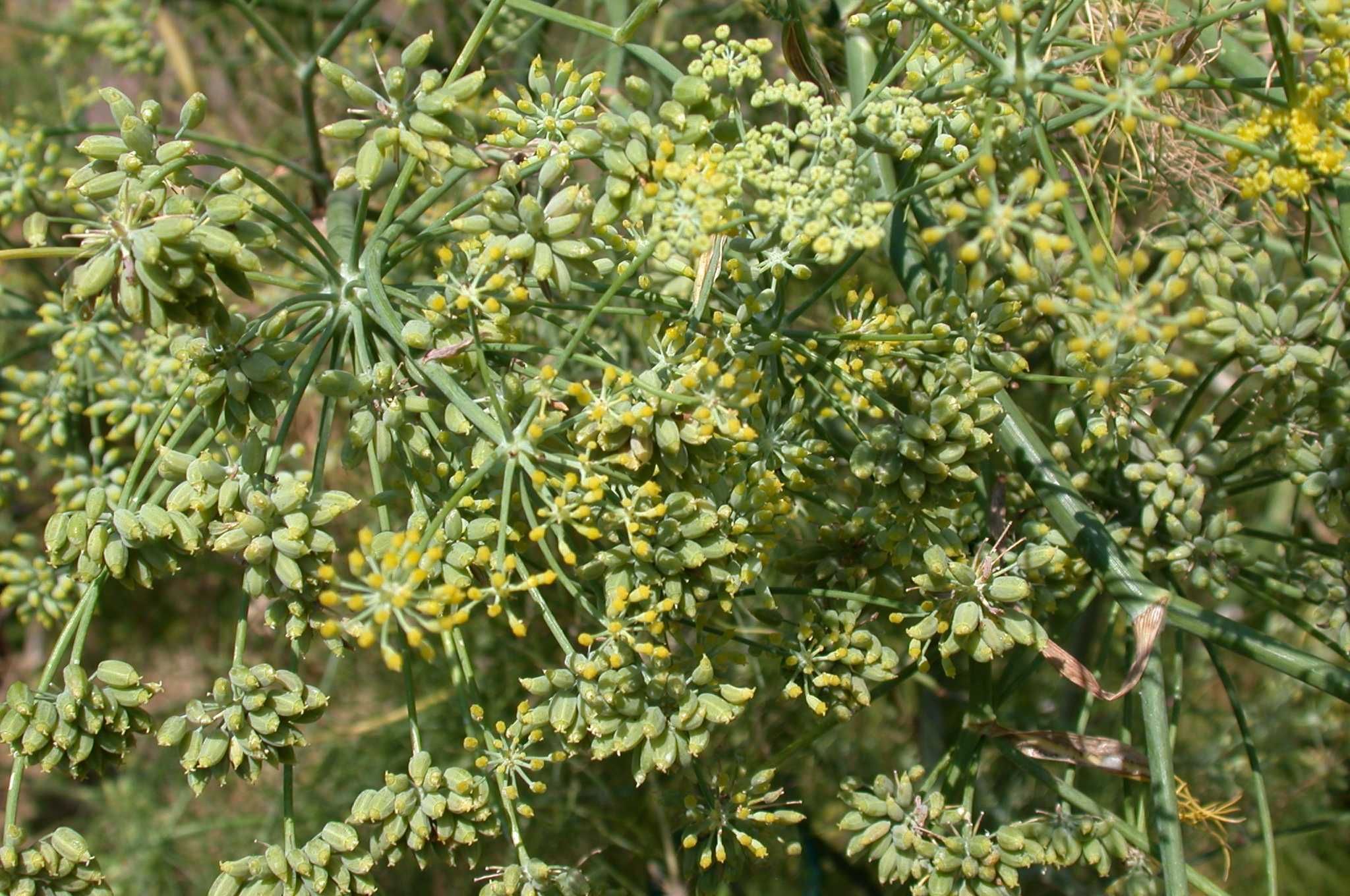 Ripening fennel fruits