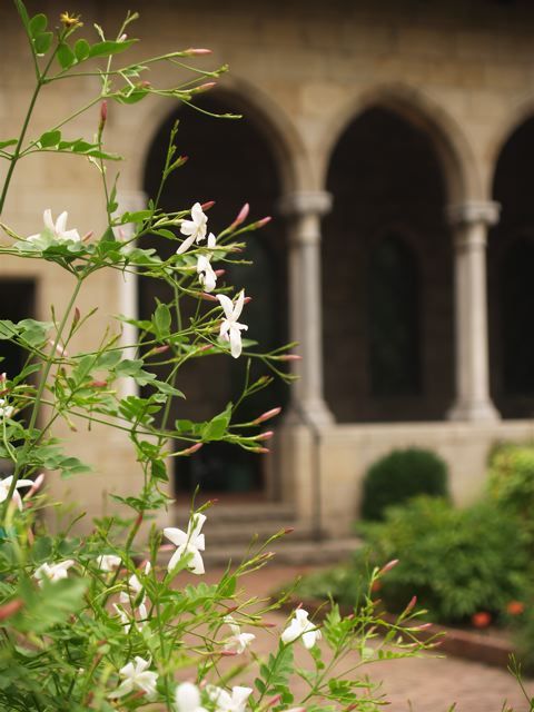 <em>Poet's jasmine, Jasminum officinale</em>