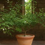 <em>Jasminum officinale</em> in the Trie Garden