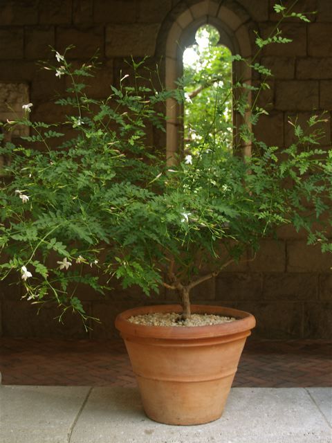 Jasmine in Trie Cloister