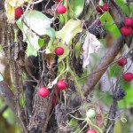 Red bryony vine in fruit in October