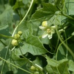 Red bryony vine blooming in June