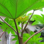 Stems and leaves of Ricinus communis