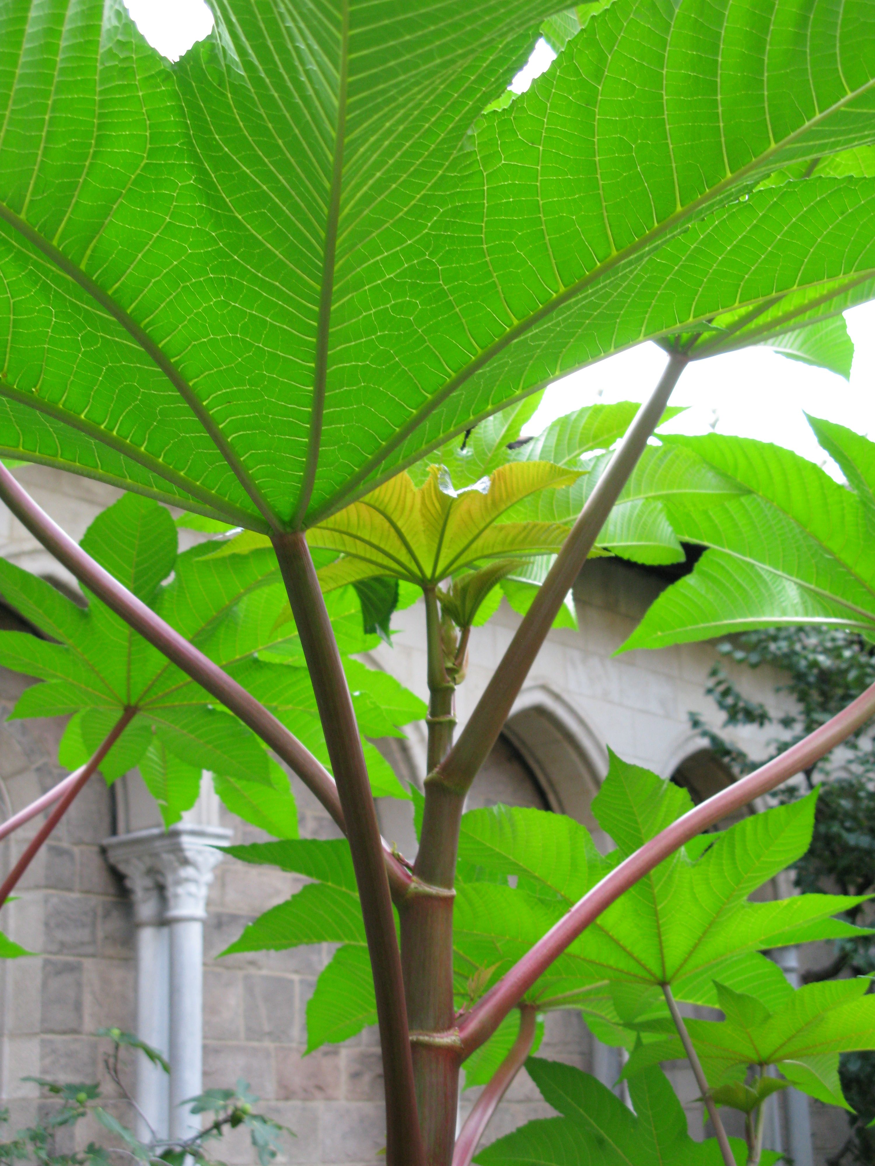 Castor Bean in Bonnefont Cloister Garden