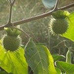 Seed capsules of thornapple, Datura metel in the bed devoted to Plants Used in Medieval Magic