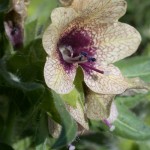 Henbane flower