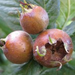 medlar fruit