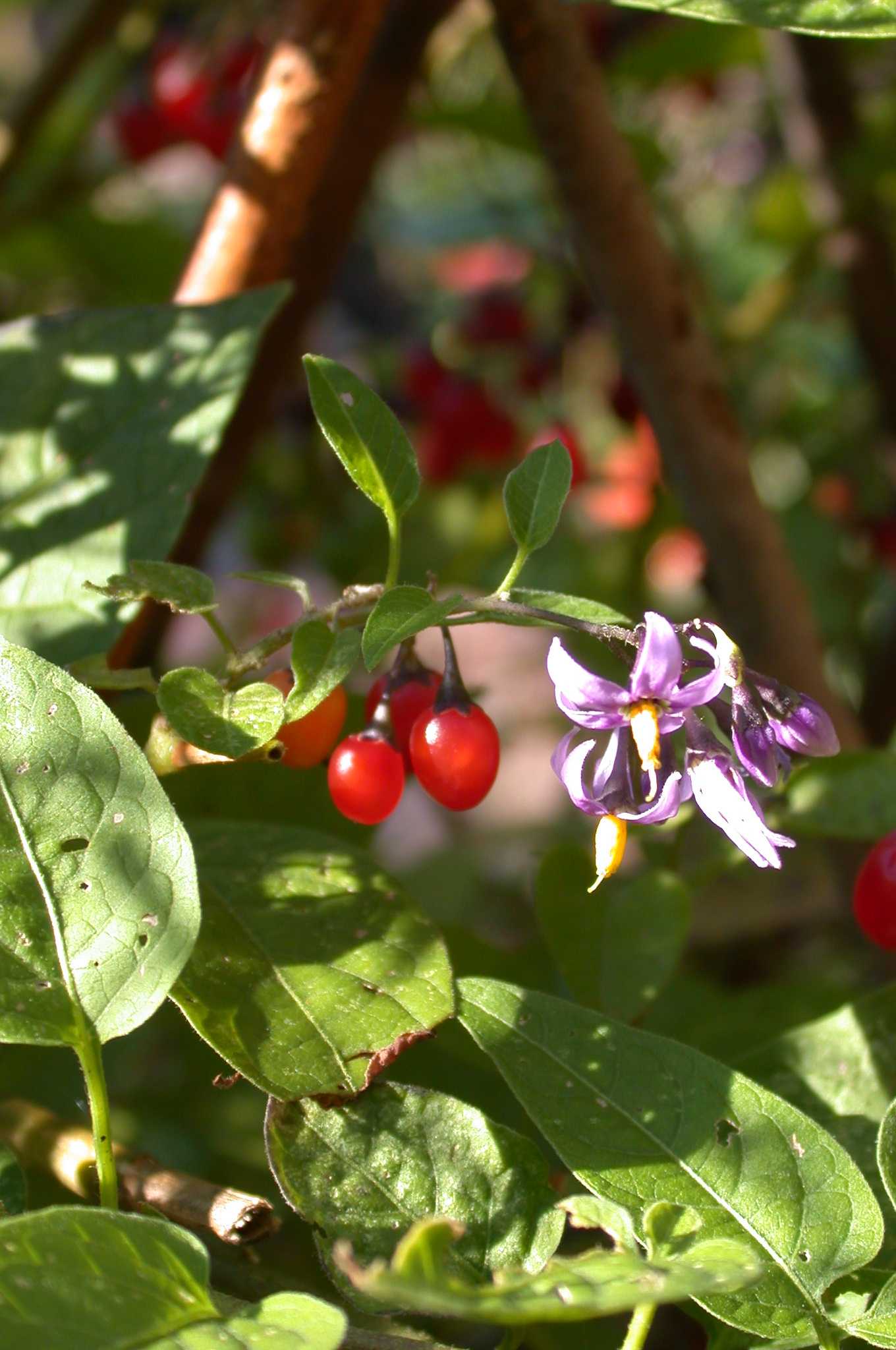 Woody nightshade (Solanum dulcamara) | The Medieval Garden Enclosed