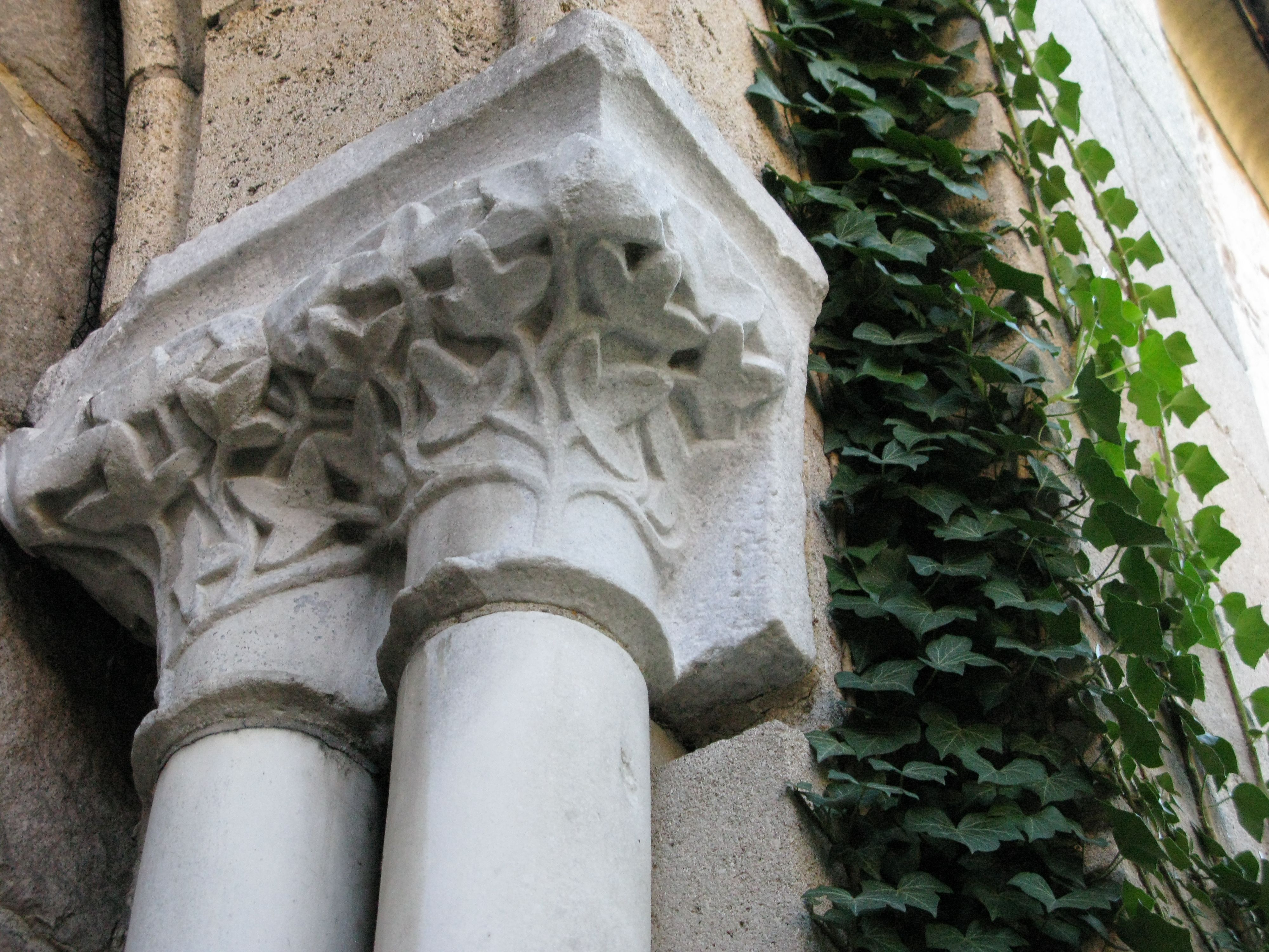 Juvenile ivy growing in Bonnefont Garden