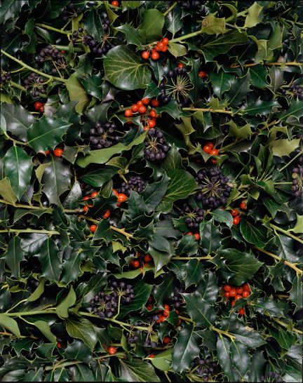 Red-berried holly and black-fruited ivy