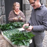 Preparing the ivy