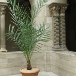 Potted Date Palm in Saint-Guilhem Cloister