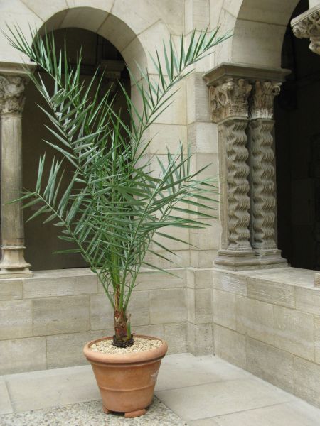 dates palm. Potted Date Palm in