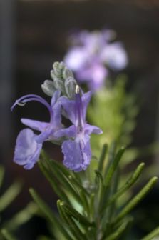 Rosemary in flower