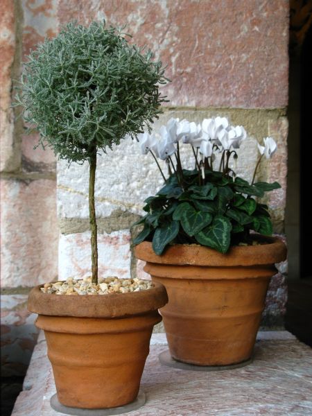 Cotton lavender in Cuxa Cloister 