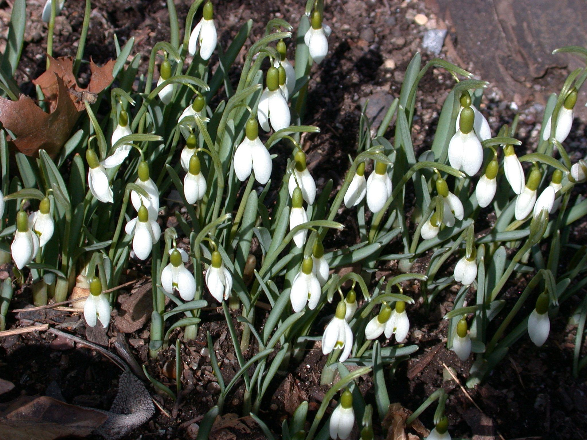 Galanthus nivalis