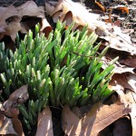 Budding snowdrops in Bonnefont Garden