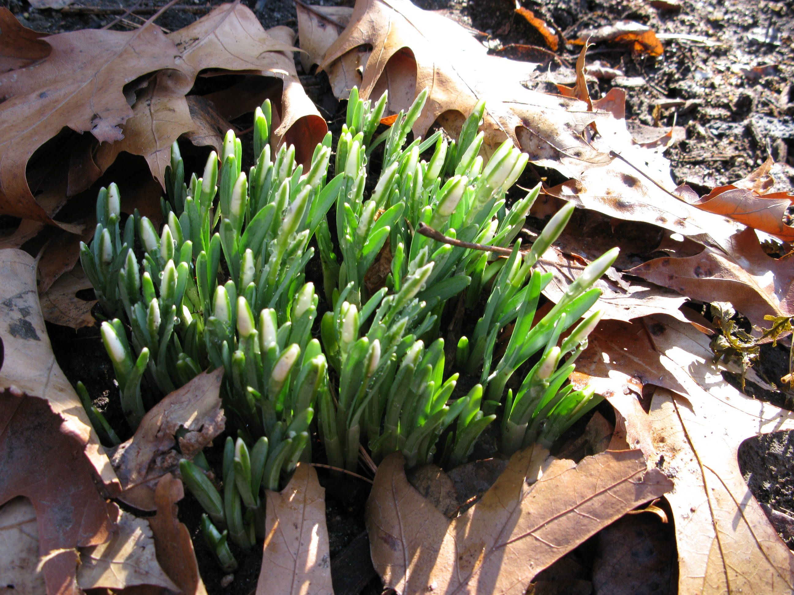 Budding snowdrops in Bonnefont Garden