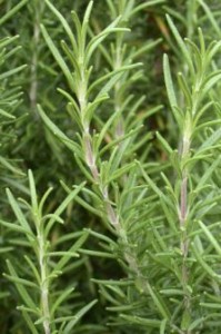 Rosemary Powdery Mildew