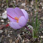 Saffron Crocus (Crocus sativus)