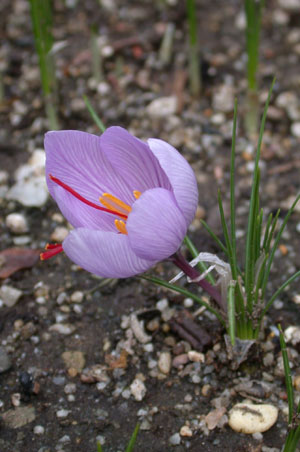 Saffron Crocus (Crocus sativus)