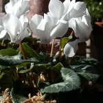 Cyclamen (Cyclamen persicum)