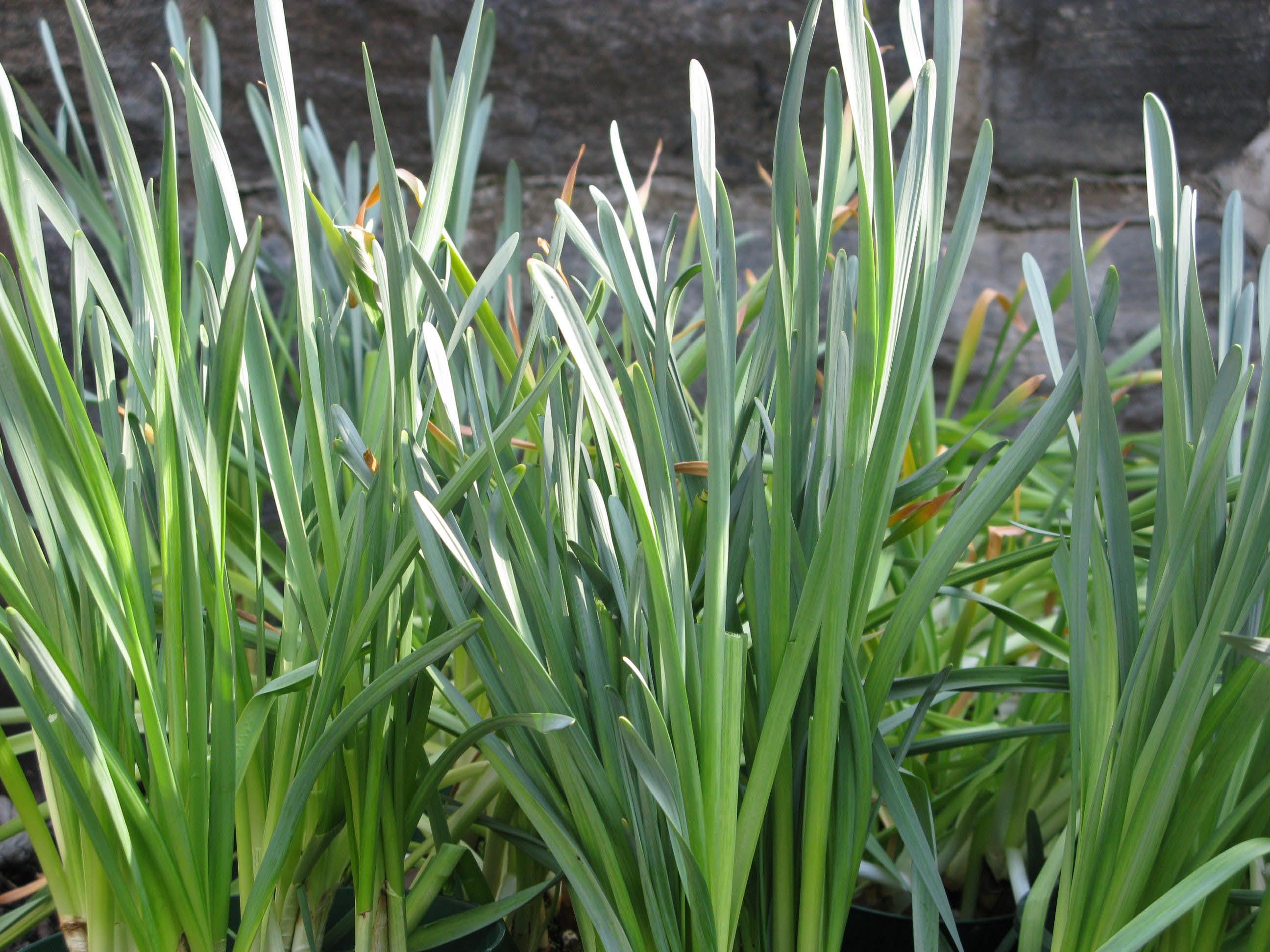 Spent Daffodils 