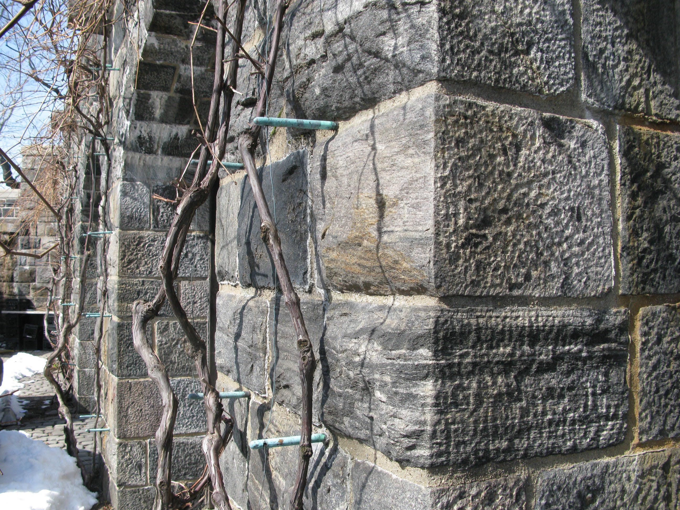 Grapevines in the courtyard of The Cloisters