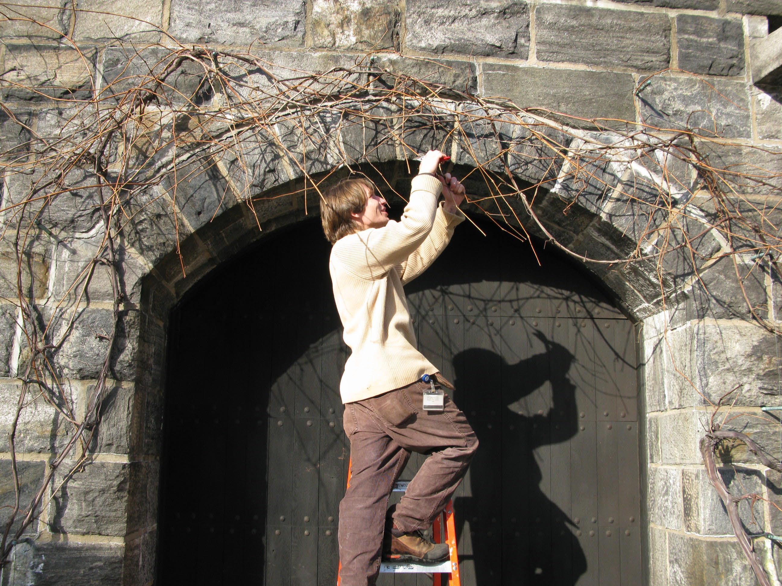 Pruning the grapevines in the courtyard 