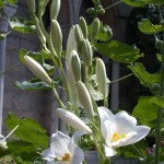 Madonna Lily (Lilium candidum)