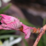 Emerging leaf on the Concord grape