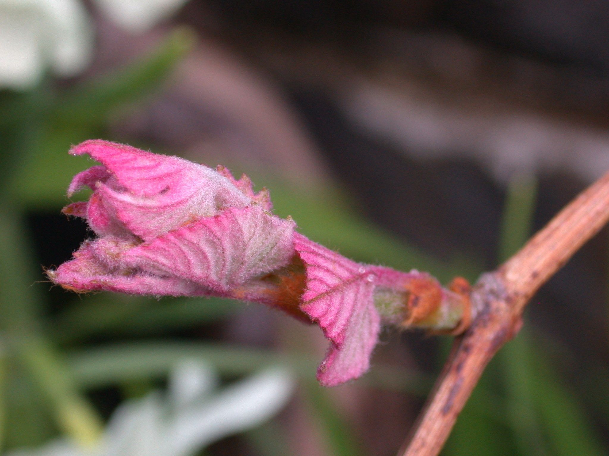 Emerging leaf on the Concord grape