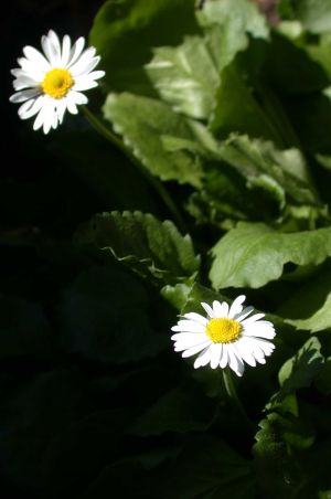 Bellis perennis