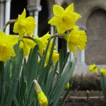 In Bonnefont Cloister garden