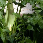 Arum italicum in Flower