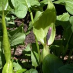 Arum maculatum