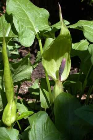 Arum maculatum