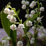 Lily of the Valley