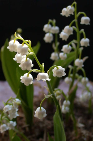 Lily of the valley (Convallaria majalis)