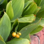 Lily of the Valley in Fruit