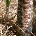 Dragon arum stems