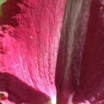 Dragon arum flower